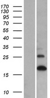 ls353131 lce1a human over expression lysates nm 178348 wb testing 1