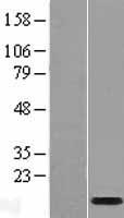 ls353132 lce1b human over expression lysates nm 178349 wb testing 1