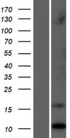 ls353133 lce1c human over expression lysates nm 178351 wb testing 1