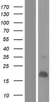 ls353139 lce2a human over expression lysates nm 178428 wb testing 1