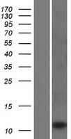 ls353140 lce2c human over expression lysates nm 178429 wb testing 1