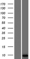 LCE3A Human Over-expression Lysates NM_178431