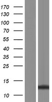 ls353143 lce3b human over expression lysates nm 178433 wb testing 1