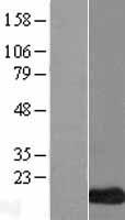 ls353144 lce3c human over expression lysates nm 178434 wb testing 1