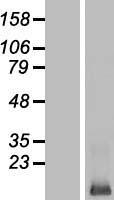 LCE3E Human Over-expression Lysates NM_178435
