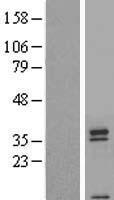 ls353164 tas2r42 human over expression lysates nm 181429 wb testing 1