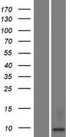 ls353219 kaag1 human over expression lysates nm 181337 wb testing 1