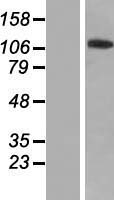 ZNF445 Human Over-expression Lysates NM_181489