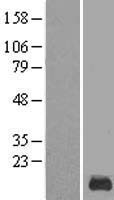 ls353332 krtap12 1 human over expression lysates nm 181686 wb testing 1