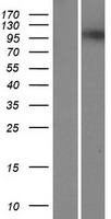 POLN Human Over-expression Lysates NM_181808