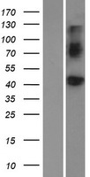 BMP8A Human Over-expression Lysates NM_181809