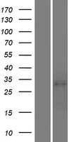 ls353514 lilra5 human over expression lysates nm 021250 wb testing 1