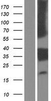 ls353514 lilra5 human over expression lysates nm 181986 wb testing 3