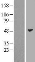 LPLUNC3 (BPIFB3) Human Over-expression Lysates NM_182658