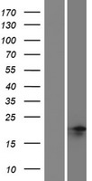 ls360030 nanog neighbor homeobox nanognb human over expression lysates nm 001145465 wb testing 1