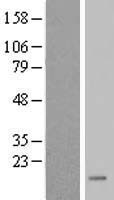 ls360132 fkbp9p1 human over expression lysates nm 182827 wb testing 1