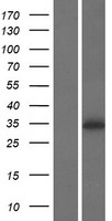 ls360226 prss41 human over expression lysates nm 001135086 wb testing 1