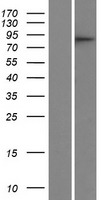 CDRT1 Human Over-expression Lysates NM_006382