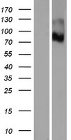 PTCHD3 Human Over-expression Lysates NM_001034842