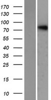 NHLRC2 Human Over-expression Lysates NM_198514