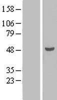 TEX9 Human Over-expression Lysates NM_198524