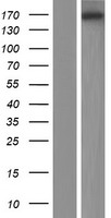 EFCAB5 Human Over-expression Lysates NM_198529