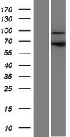 ls374864 c18orf34 ccdc178 human over expression lysates nm 198995 wb testing 1