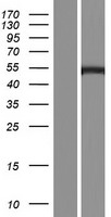 ls374872 peak3 human over expression lysates nm 198532 wb testing 1