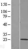 ls374882 tmem205 human over expression lysates nm 198536 wb testing 1