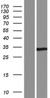 ls374887 yjefn3 human over expression lysates nm 001190328 wb testing 1