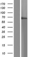 ls374897 sbsn human over expression lysates nm 001166034 wb testing 1