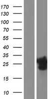 ls374897 sbsn human over expression lysates nm 198538 wb testing 2