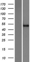 ls374928 znf773 human over expression lysates nm 198542 wb testing 1