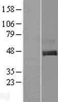 C1orf187 (DRAXIN) Human Over-expression Lysates NM_198545