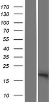 ls375035 sft2b sft2d2 human over expression lysates nm 199344 wb testing 1