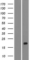 ls375057 c1orf95 stum human over expression lysates nm 001003665 wb testing 1