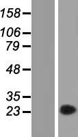 ls375061 fam89a human over expression lysates nm 198552 wb testing 1