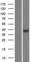 ls375190 fam228b human over expression lysates nm 001145710 wb testing 1