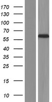 ls375298 cerkl human over expression lysates nm 001160277 wb testing 3