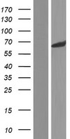 ls375298 cerkl human over expression lysates nm 201548 wb testing 1