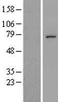 ls375444 c5orf34 human over expression lysates nm 198566 wb testing 1