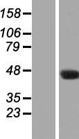 ls375607 c7orf52 nat16 human over expression lysates nm 198571 wb testing 1
