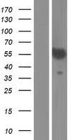 ls375686 spatc1 human over expression lysates nm 001134374 wb testing 1
