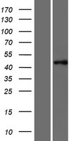 PTAR1 Human Over-expression Lysates NM_001099666