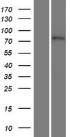 ls375748 rad26l ercc6l2 human over expression lysates nm 001010895 wb testing 2