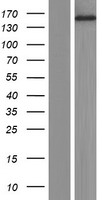 PNPLA7 Human Over-expression Lysates NM_001098537