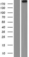 Agrin (AGRN) Human Over-expression Lysates NM_198576