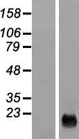ls375791 c9orf169 cysrt1 human over expression lysates nm 199001 wb testing 1
