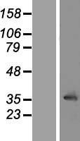 ls376132 lrrc10 human over expression lysates nm 201550 wb testing 1