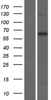 KLHL30 Human Over-expression Lysates NM_198582